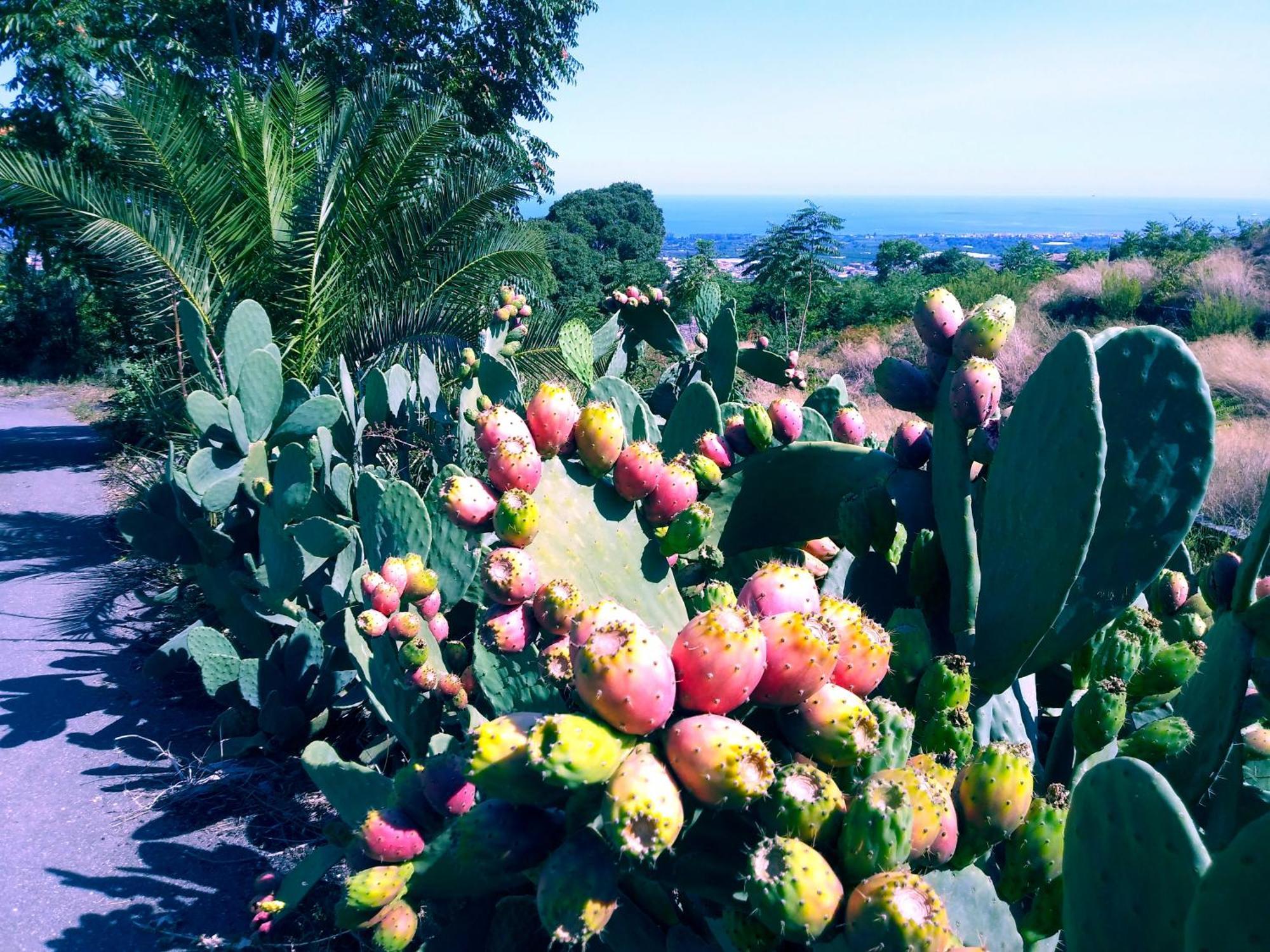 Villa Piedimonte Mare Etna Fiumefreddo di Sicilia Exterior foto